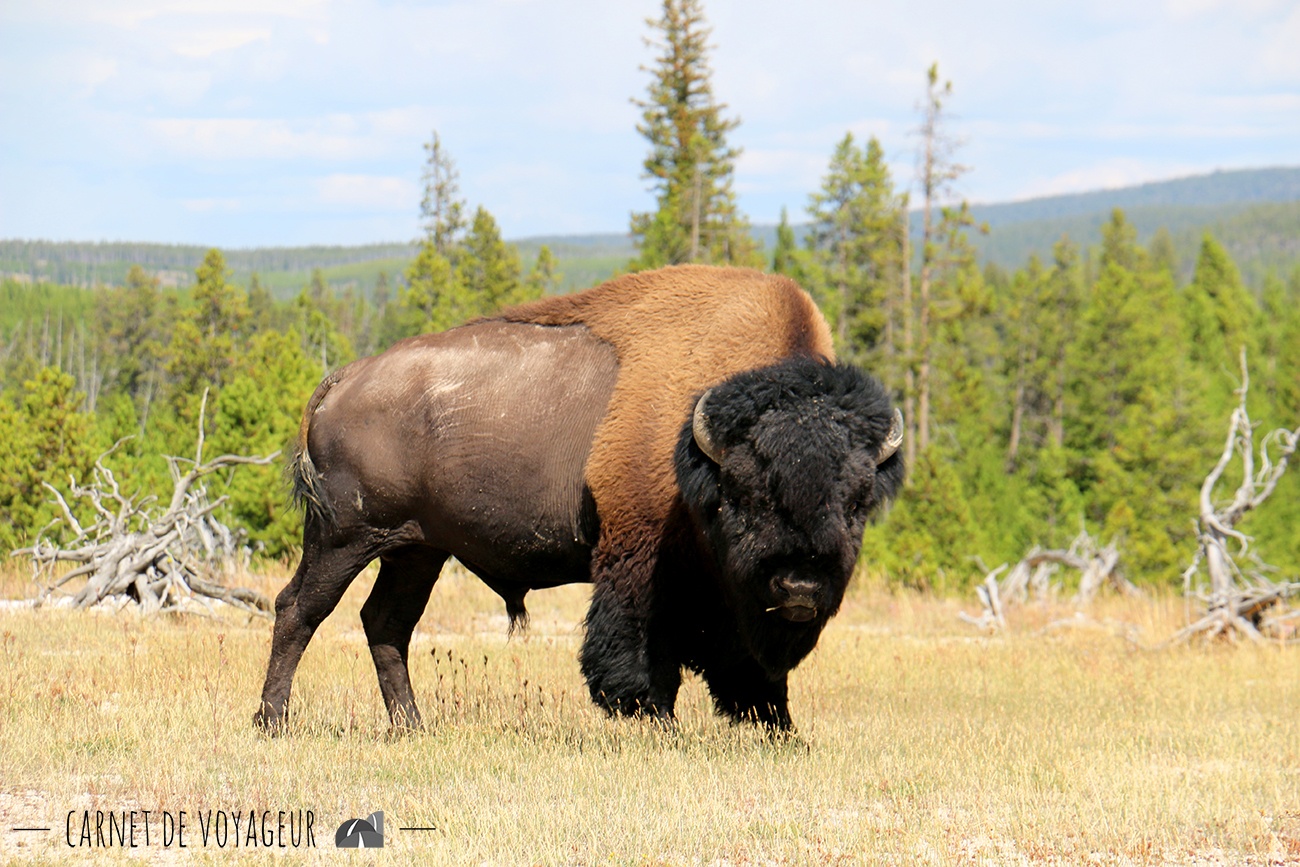 bison biscuit basin yellowstone