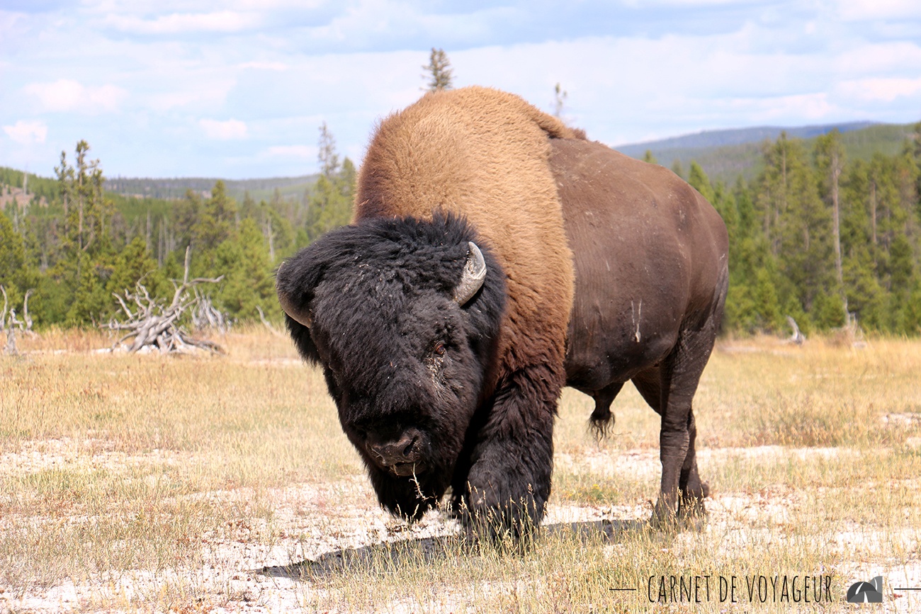 bison biscuit basin
