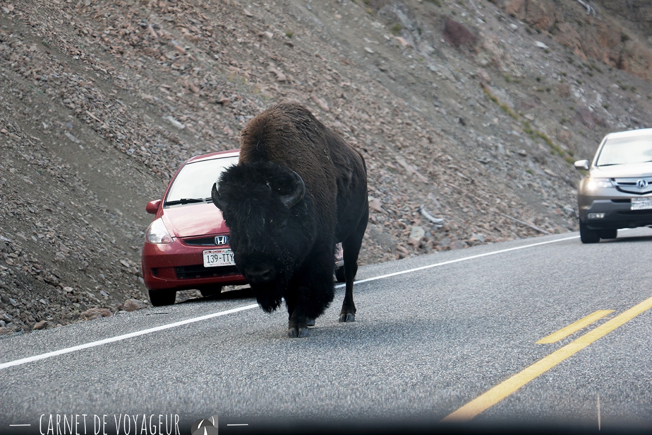 bison yellowstone