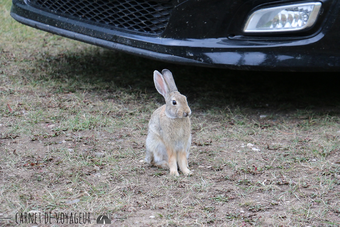 lapin pahaska tepee