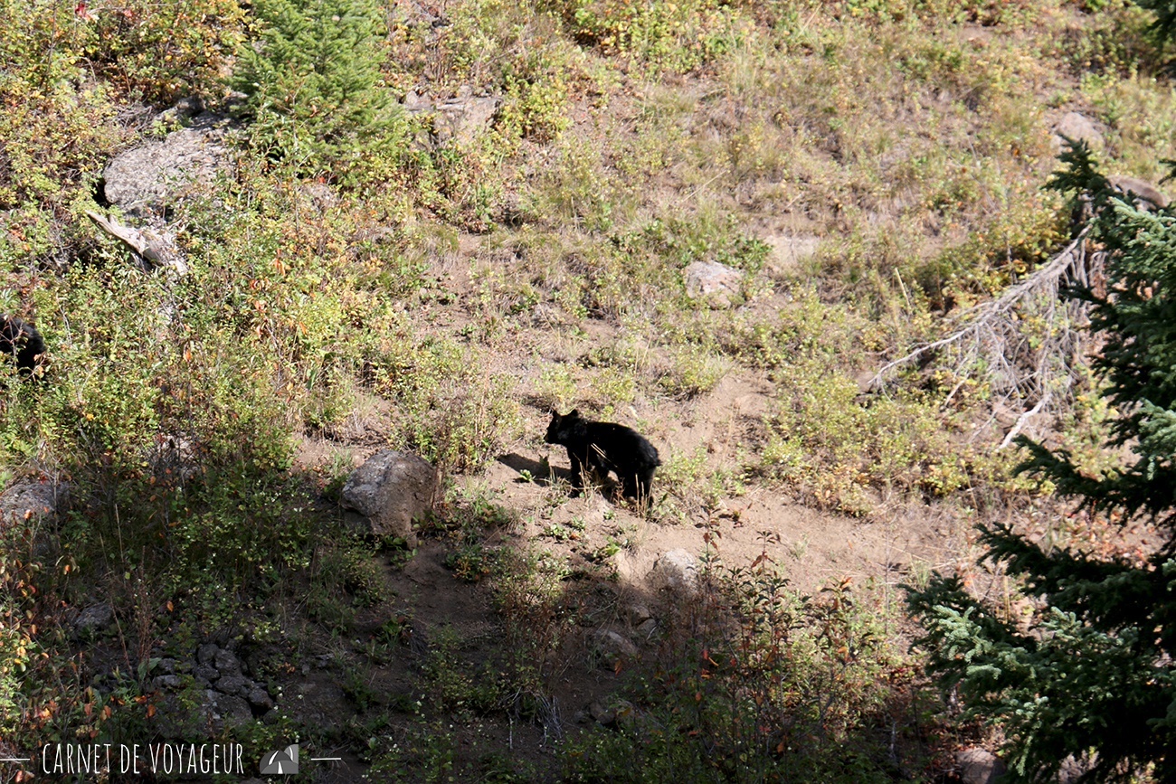 ours yellowstone