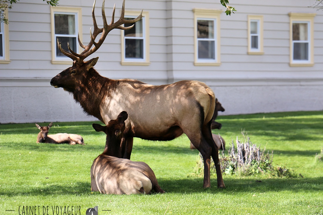 wapiti mammoth hot springs 2