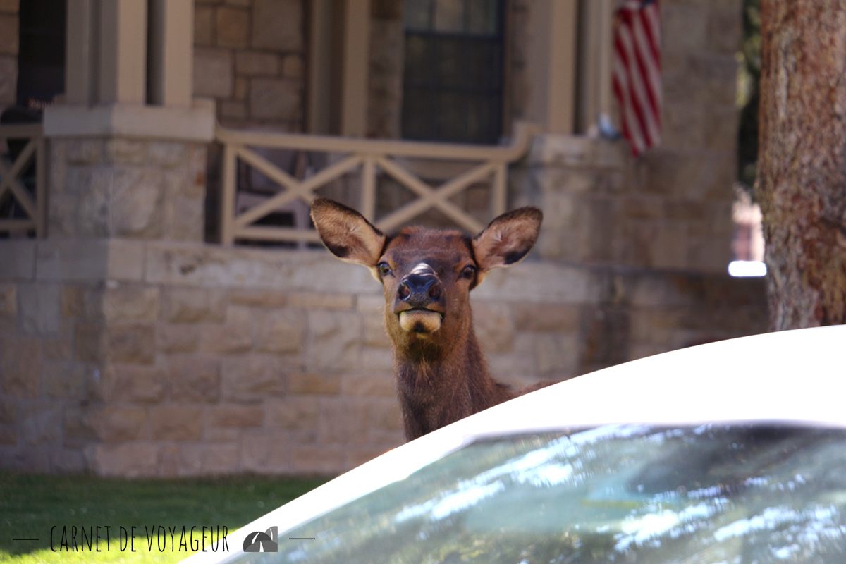 wapiti mammoth hot springs 3