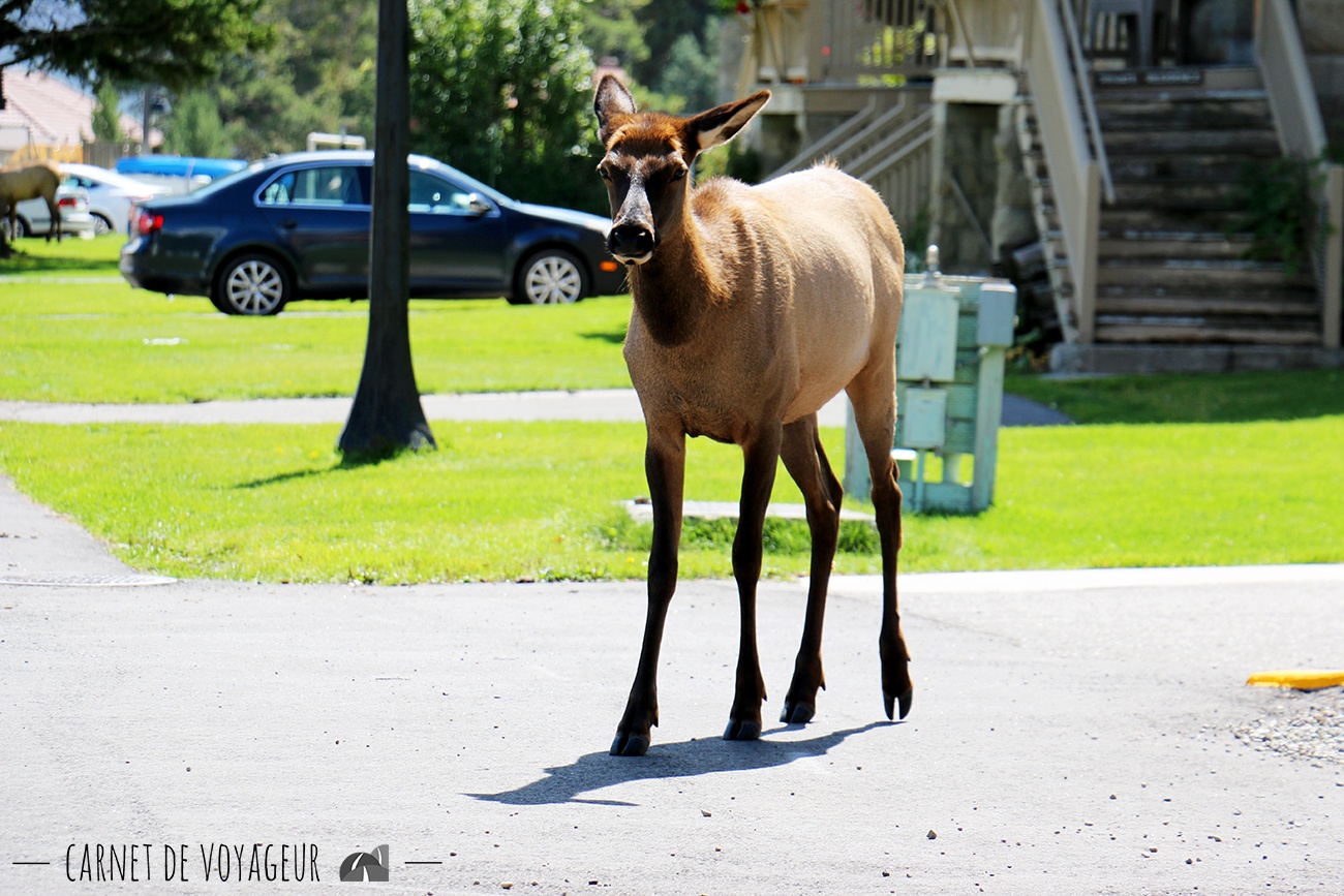 wapiti mammoth hot springs