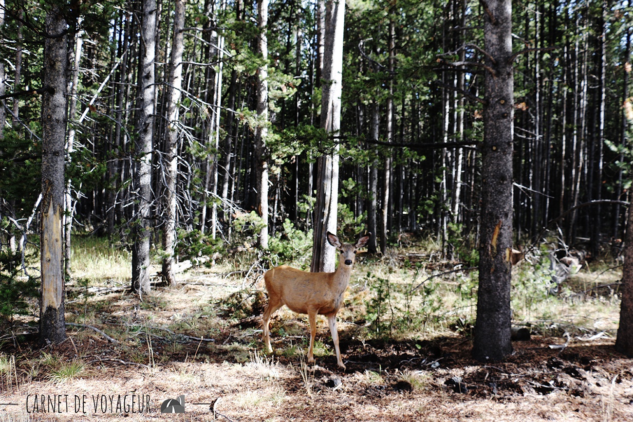 wapiti yellowstone