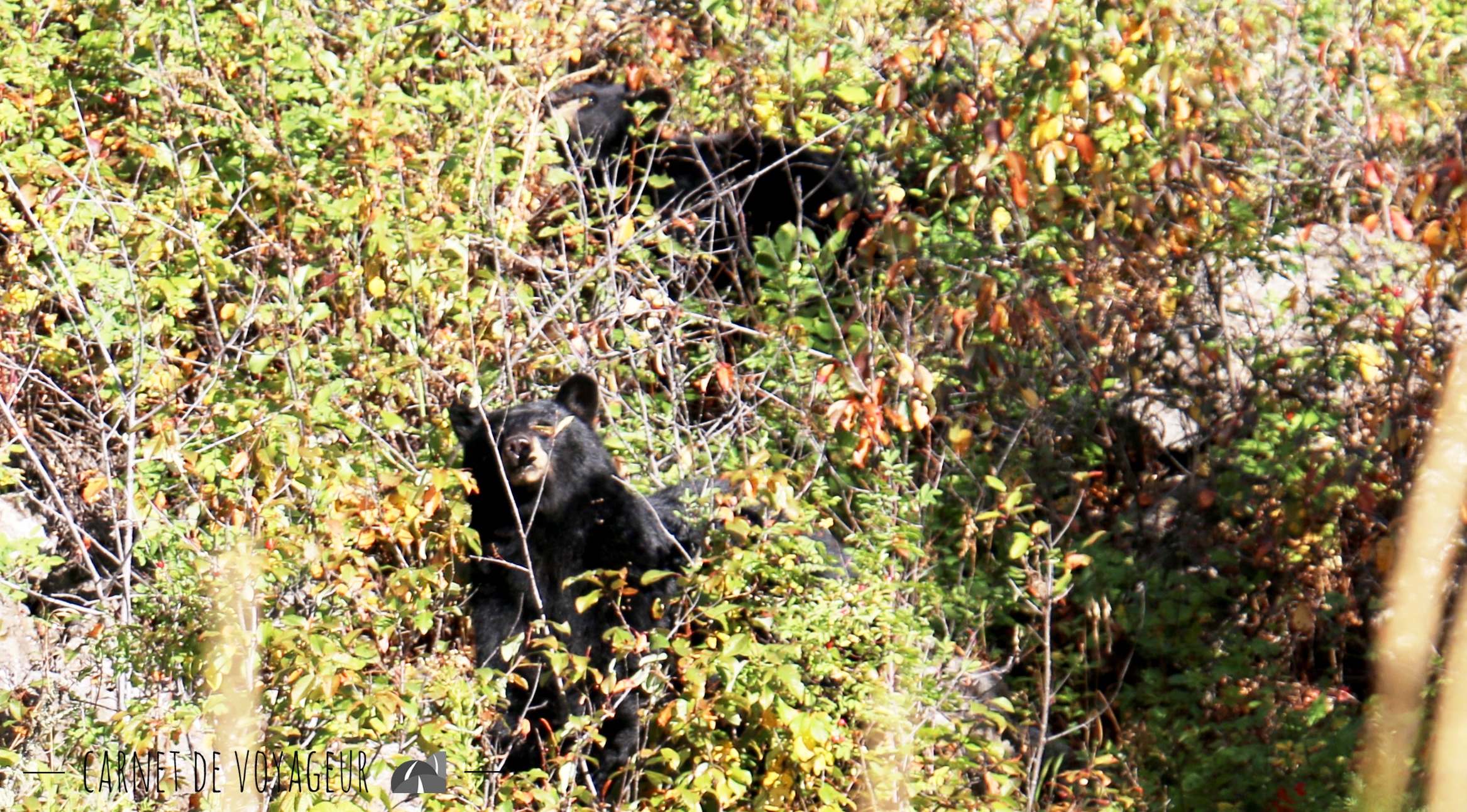 ours yellowstone et ourson