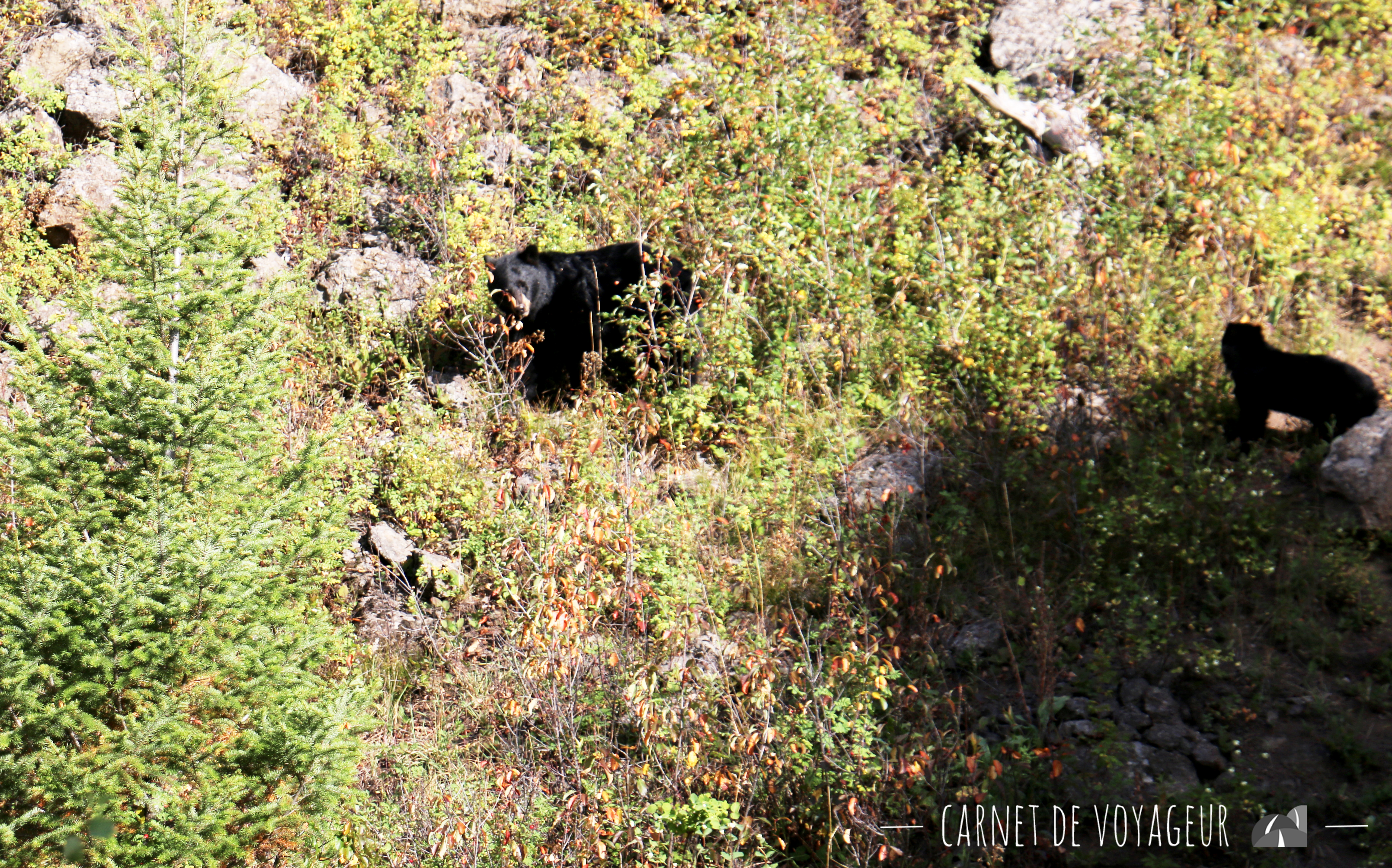 oursonne et ourson yellowstone