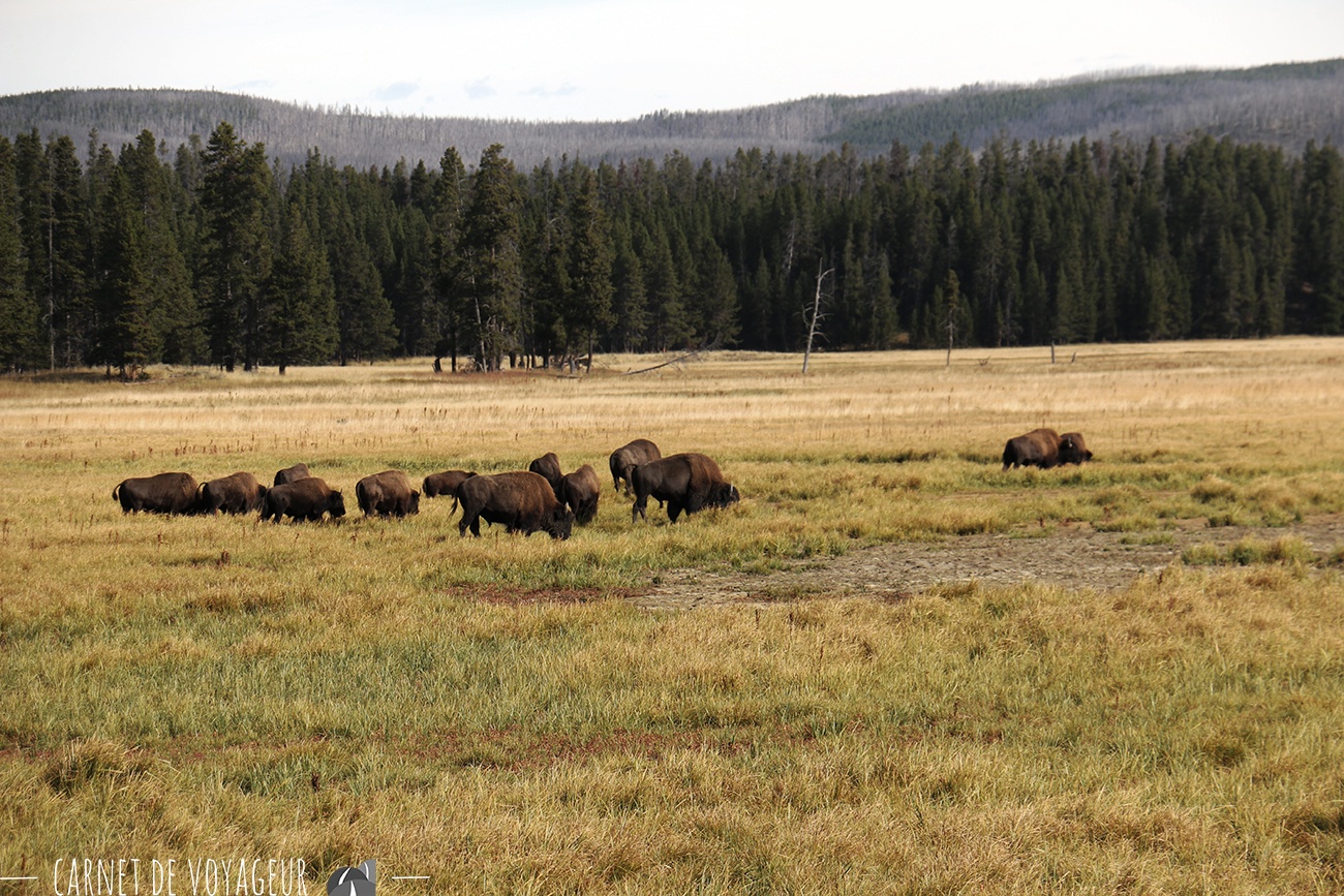 troupeau bison lamar valley
